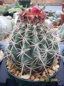 Melocactus Curvispinus @@ Turk's Cap floración cactus rara semilla de cactus 100 SEMILLAS - Imagen 1 de 1