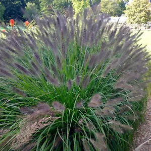 Balck Foxtail Fountain Grass x 1 Plant - Pennisteum Alopecuroides - Picture 1 of 3