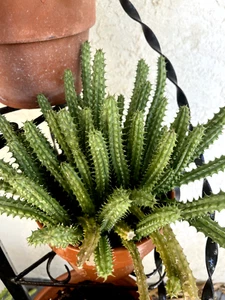 Live Plant (Huernia Penzigii) 9x Red Dragon Stapelia Cactus In 4in Pot - Picture 1 of 17