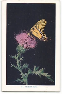 Die schottische Distel mit Schmetterling 663 Vintage Postkarte COCO2. - Bild 1 von 2