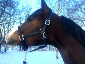 Halter para caballos de cuero triple cosida Timber Ridge hecho Amish - varios tamaños - Imagen 1 de 5