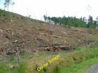 Photo 6X4 Clear Fell At Comar Wood Cannich In Strathglass C2012