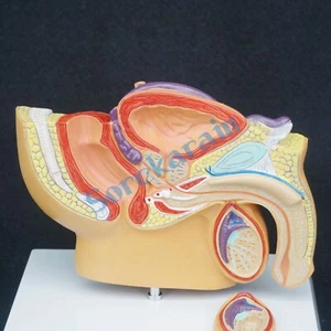 Pelvis Anatomical Model for Male 1/2 Natural Life Size For Medical Science - Picture 1 of 4