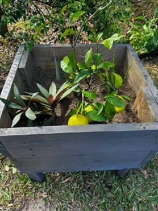 GARDEN PLANTER BOXES GREAT FOR HERBS/ VEGETABLES/PLANTS SMALL TREES RANGE OF SIZ - Picture 1 of 3