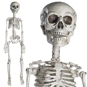 Prextex 19” Posable Halloween Skeleton- Full Body Halloween Skeleton with - Picture 1 of 7
