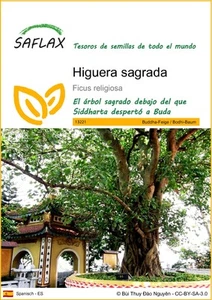 SAFLAX - Higuera sagrada - 100 semillas - Ficus - Imagen 1 de 9