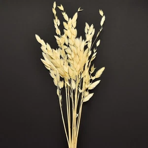 Erba di spiga piatta Chasmantium fiori secchi champagne 70 cm 10 pz - Foto 1 di 4