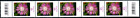 Bund Blumen Rollenende 5erStreifen 95 Cent, 2 EAN-Codes, 17486 aus 200er Rolle