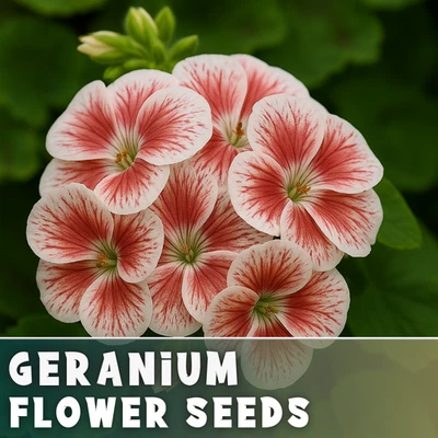 Пакет семян герани - свежий урожай - без ГМО - ароматные - 100 семян - Изображение 1 из 4