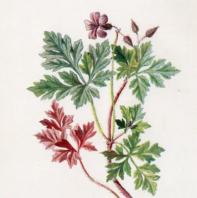 CROMOLITOGRAFÍA BOTÁNICA ANTIGUA HERB-ROBERT 1902 Impresión Original Foto 1 de 3