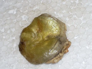 ANOMIA EPHIPPIUM SPECIAL GOLD, MONSTER - Imagen 1 de 3