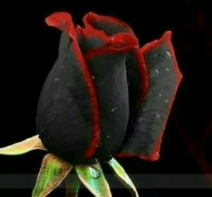 100 pcs Rare Black and Red Rose Amazingly Beautiful flower Seeds - Picture 1 of 2