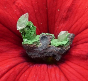 Micromount Calcit Kristall auf Conichalcit Mikromineralien Sammlung Stein - Bild 1 von 4