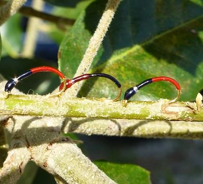 DIETERS-HEGENEN 3er spezial Hegene rot-schwarz Gambe Renken Gr.14 sehr fängig Felchen Saibling