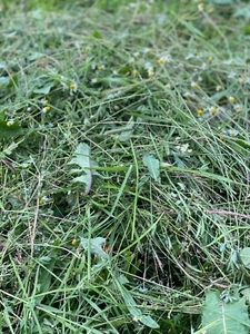 Heu für Meerschweinchen und Kaninchen 🐹🐰 * Heißluft getrocknet * (ca. 10kg) - Bild 1 von 2