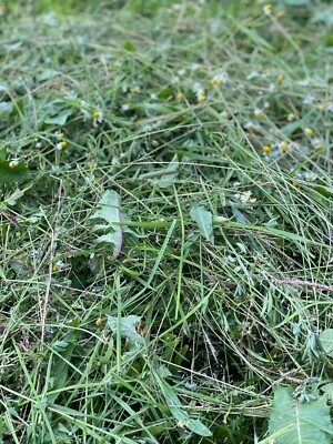 Heu für Meerschweinchen und Kaninchen 🐹🐰 * Heißluft getrocknet * (ca. 10kg) - Bild 1 von 2