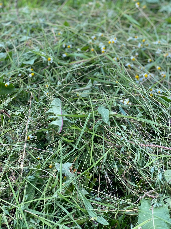 Heu für Meerschweinchen und Kaninchen 🐹🐰 * Heißluft getrocknet * (ca. 10kg) - Bild 1 von 2