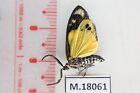 M18061. Insects, butterflies: Zygaenidae sp. North Vietnam.