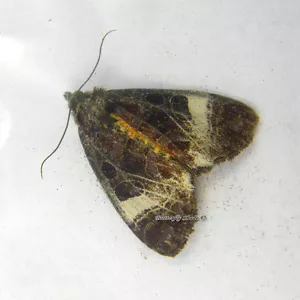 Mariposa/Noctuidae sin montar - Sarbanissa transiens 3, Malasia - Imagen 1 de 1