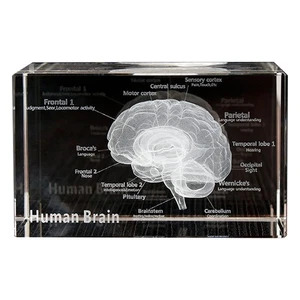 Paperweight Home Decorative Human Art Organ Paperweight K9L85547 - Picture 1 of 6