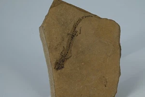 Salamandre fossile Apateon Pedestris Permien Palatinat Rhenan Allemagne n2 - Picture 1 of 4