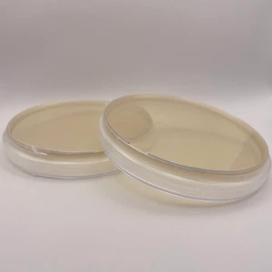 2x Pre-poured MEYA (Malt Extract Yeast Agar) Agar Petri Dish in 90mm Plates - Picture 1 of 3