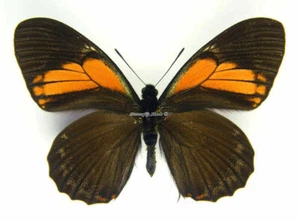 Unmounted Butterfly/Papilionidae - Papilio euterpinus, male, Peru - Picture 1 of 2