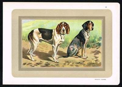 Briketts Suisses - antiker Hundemodruck um 1900 | Vintage Jagd Illustration - Bild 1 von 4