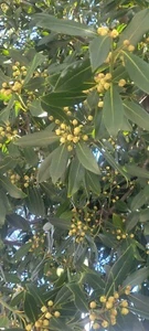 150 Fresh Organic Bay Leaves Leaf, Fresh Pick (1.5" - 2.5" long) - Picture 1 of 5