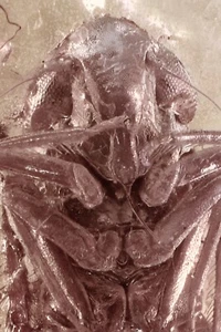 Nice Adult LEAFHOPPER Cicadellidae Inclusion Genuine BALTIC AMBER + HQ Pi 250520 - Picture 1 of 6