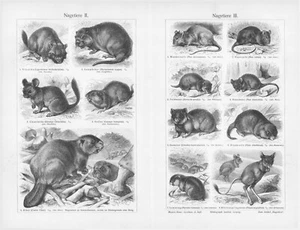 1905 BEAVER CAPYBARA PORCUPINE SQUIRREL ENGRAVING ILLUSTRATION PRINT 4 Pages - Picture 1 of 4