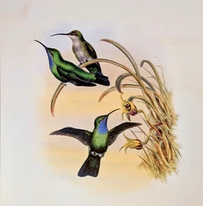 John Gould SIMON'S SABRE-WING Hummingbirds Vintage Bird Art Print Bookplate S-3 - Picture 1 of 4
