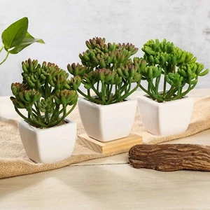 Green 3 Assorted 7" Faux Jelly Bean Succulent Plants Off White Pots Sale - Picture 1 of 7