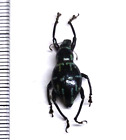 Insect - CURCULIONIDAE - Metapocyrtus species - Philippines -  18 mm!