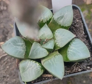 Haworthia correcta ‘lightning’ Giant Hybird 7cm diameter - Picture 1 of 3