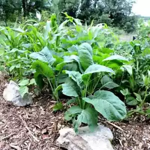Der Ewige Kohl Baumkohl Strauchkohl Brassica Oleracea Var. Ramosa Winterhart - - Bild 1 von 7