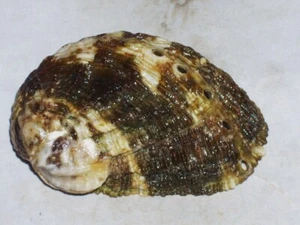 HALIOTIS TUBERCOLATA WITH OSTREA EDULIS ATTACHMENT - Picture 1 of 2