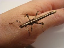Phasmes Sungaya Inexpectata, phasmid, 20 oeufs