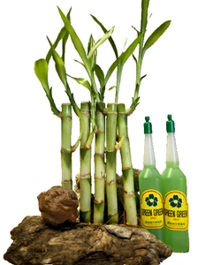 5 Lucky Bamboo 6 inches FREE Plant Food, Feng Shui, Bring Positive Energy - Picture 1 of 5