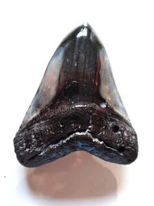 HEAVY FIVE INCH FOSSIL MEGALODON SHARK TOOTH IN BEAUTIFUL CONDITION - Picture 1 of 9