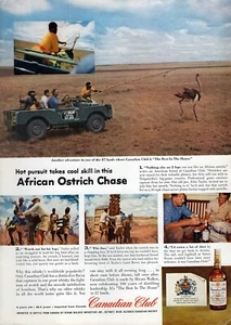 Land Rover Canadian Club African Ostrich Chase 1957 anuncio impreso en color original - Imagen 1 de 1