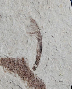 Extremely rare Oligocene fossil Bird feather - Picture 1 of 2