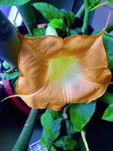 extra rare BRUGMANSIA -  MOBISU -5  fresh cuttings - Picture 1 of 2