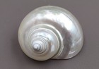 Pearlized Jade Turbo Seashell Turbo Burgessi (1 shell 3+ inches)