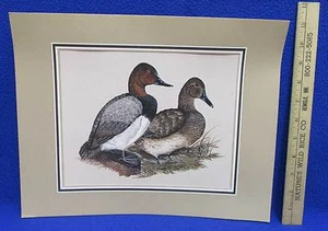 Cuadro con estampado de patos en lienzo de aves macho y hembra 9,5 x 7,5 mate  - Imagen 1 de 2