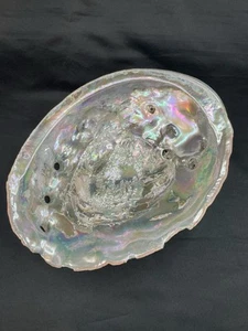 Große 8,25" natürliche Abalone Schale - Bild 1 von 19