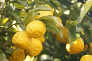 5+ Yuzu Lemon Seeds for Garden Planting - USA - FAST SHIPPING! - Picture 1 of 1