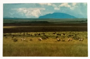 Pronghorn Antilope grasend in West Texas Landschaft TX UNP Postkarte ca. 1960er - Bild 1 von 2