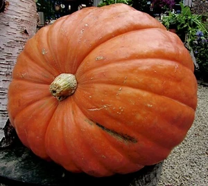 15 Big Max Treated Pumpkin Seeds . Non GMO . Heirloom. Vegetable Planting. - Picture 1 of 3