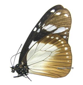Mariposa/Danaidae sin montar - Amauris tartarea tartarea, MUJER, COCHE - Imagen 1 de 1